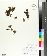 Pleopeltis polypodioides subsp. michauxiana image