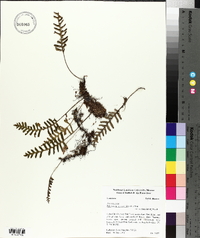 Polypodium polypodioides image