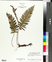 Polypodium appalachianum image