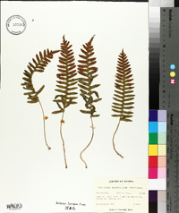 Polypodium appalachianum image