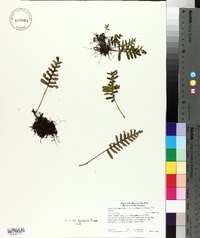 Pleopeltis polypodioides image