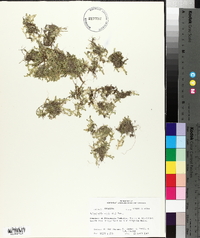 Selaginella apoda image