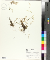 Selaginella apoda image