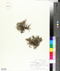 Selaginella arenicola image