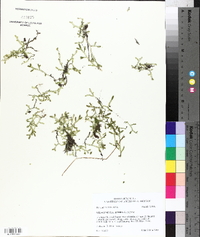 Selaginella apoda image