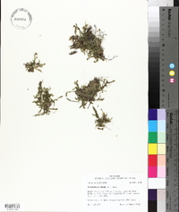 Selaginella apoda image