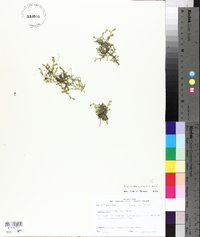 Selaginella apoda image