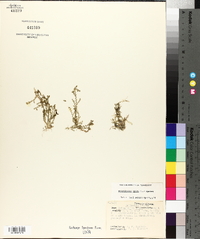 Selaginella apoda image