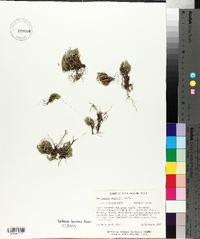 Selaginella arenicola image