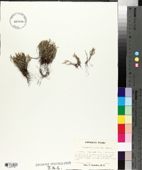 Selaginella arenicola image