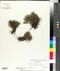 Selaginella arenicola image