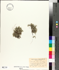 Selaginella rupestris image