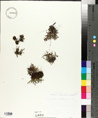 Selaginella rupestris image