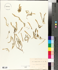 Selaginella spinulosa image
