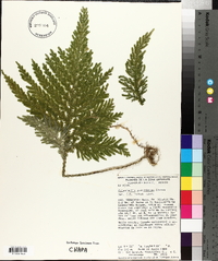 Selaginella illecebrosa image