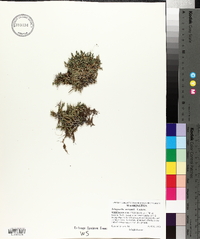 Selaginella watsonii image