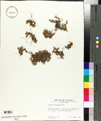 Selaginella watsonii image