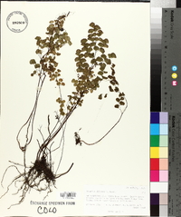 Adiantum jordanii image