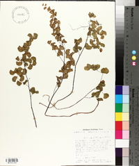 Adiantum jordanii image