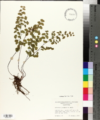 Adiantum jordanii image