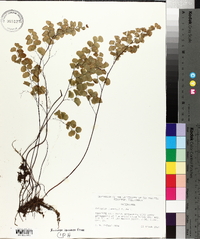 Adiantum jordanii image