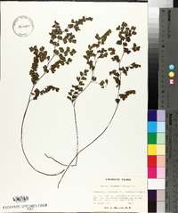 Adiantum capillus-veneris image