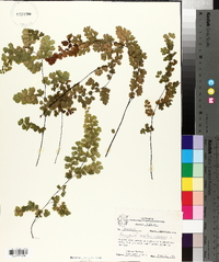 Adiantum capillus-veneris image