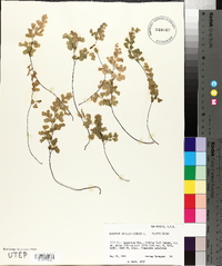 Adiantum capillus-veneris image