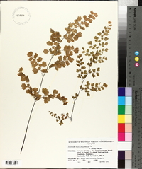 Adiantum capillus-veneris image