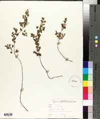 Adiantum capillus-veneris image