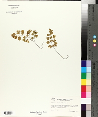 Adiantum capillus-veneris image