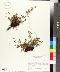 Adiantum capillus-veneris image