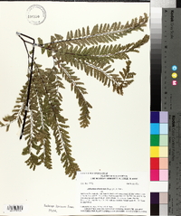 Adiantum aleuticum image