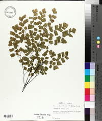 Adiantum tenerum image