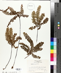 Adiantum patens image