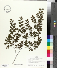 Adiantum capillus-veneris image