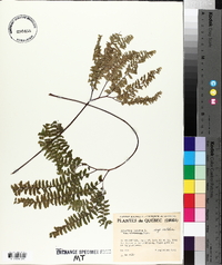 Adiantum aleuticum image