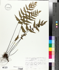 Adiantum obliquum image