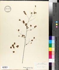 Adiantum fragile image