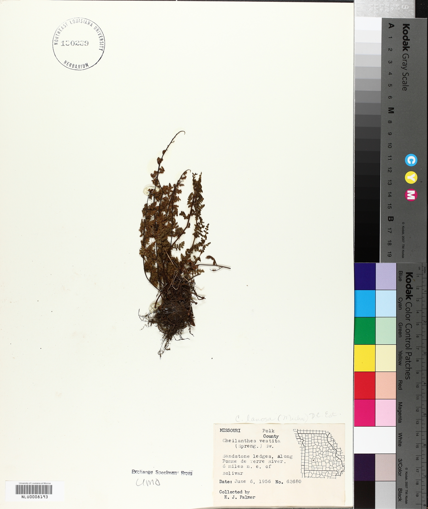 Cheilanthes vestita image