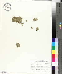 Selaginella apoda image