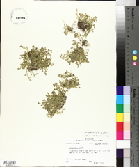 Selaginella apoda image