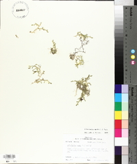 Selaginella apoda image