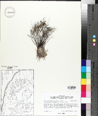 Argyrochosma microphylla image