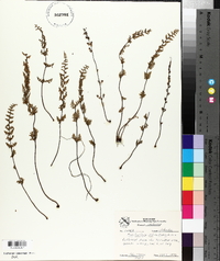 Cheilanthes vestita image