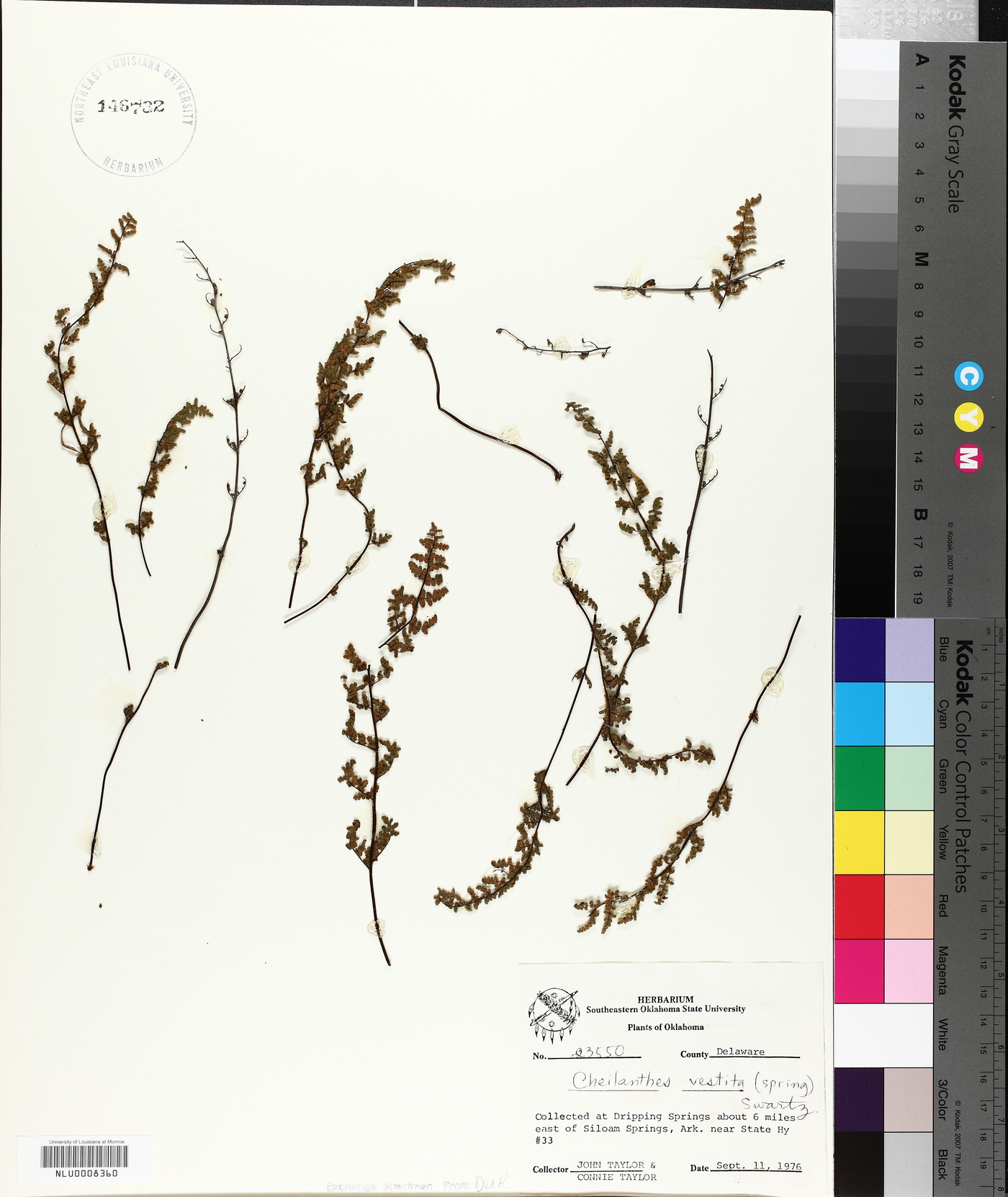 Cheilanthes vestita image