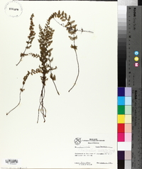 Cheilanthes vestita image