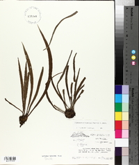 Polytaenium lineatum image