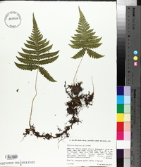 Thelypteris phegopteris image