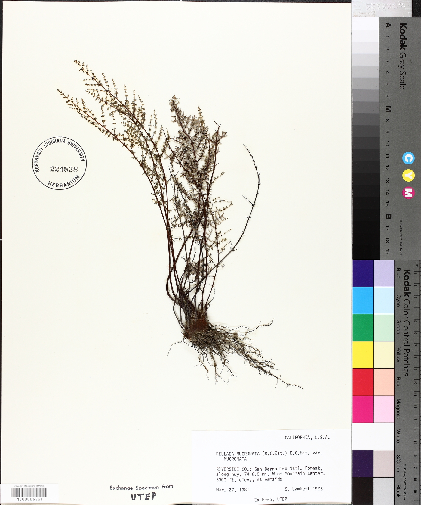 Pellaea mucronata var. mucronata image